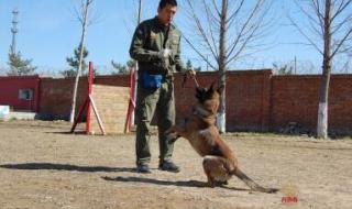 训犬师培训学校 训犬师培训学校